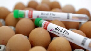 WHO Reports Bird Flu Case in West Bengal Child
