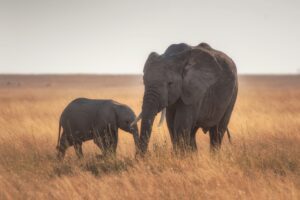 Elephants May Call Each Other by Name According to New Study
