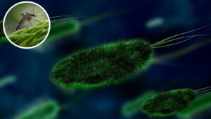 Gujarat Reports 50 Cases of Chandipura Virus, 16 Deaths Confirmed